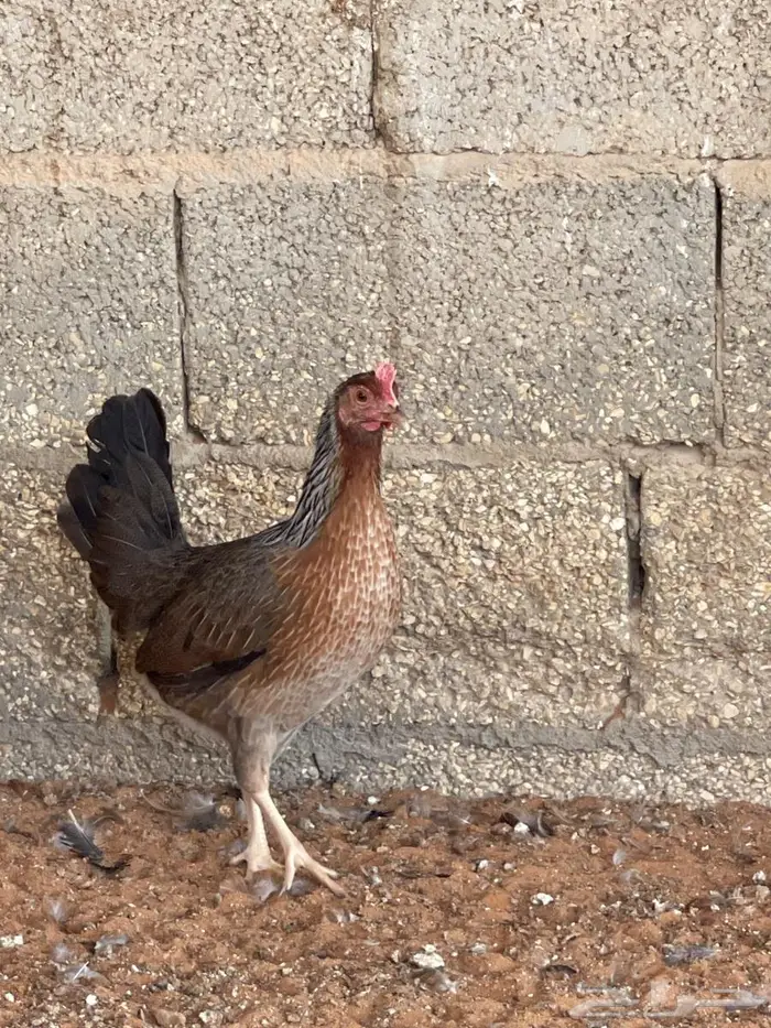 دجاج عربي 6
