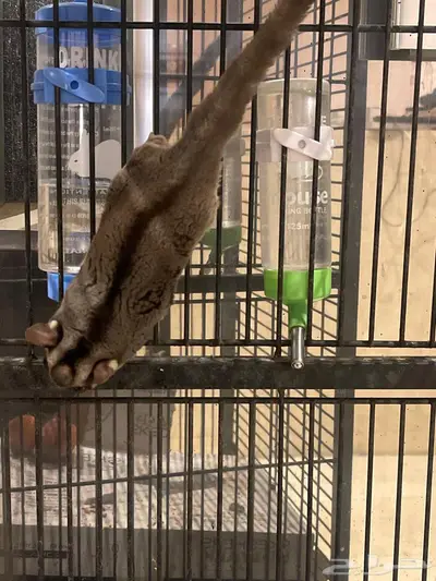 شوقر قلايد أليف وهدد index