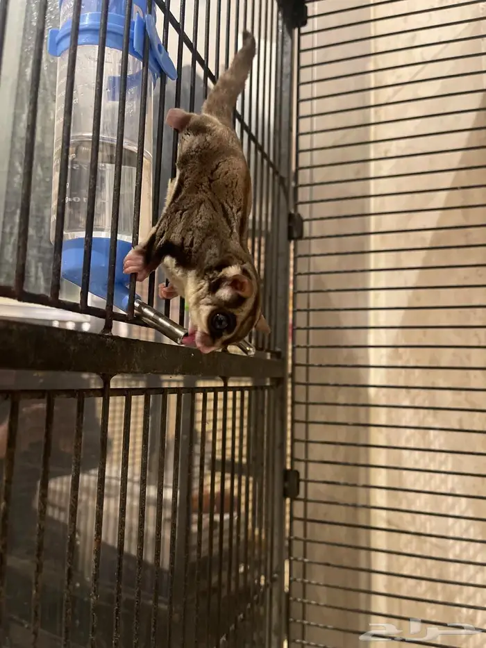 شوقر قلايد أليف وهدد 1