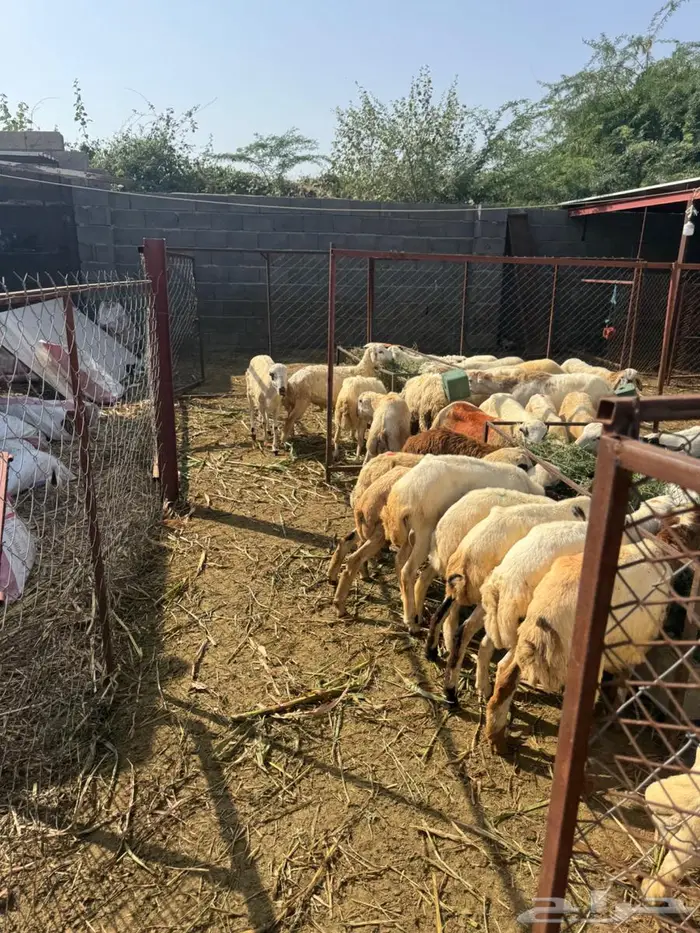 خرفان تربية وذبح بلدي 1