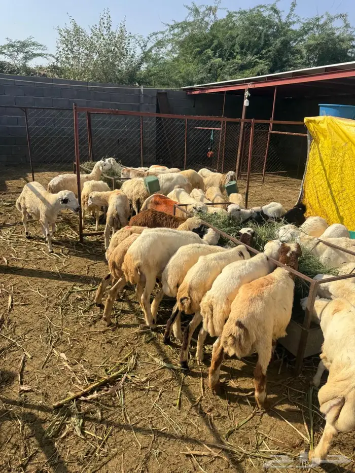 خرفان تربية وذبح بلدي 0