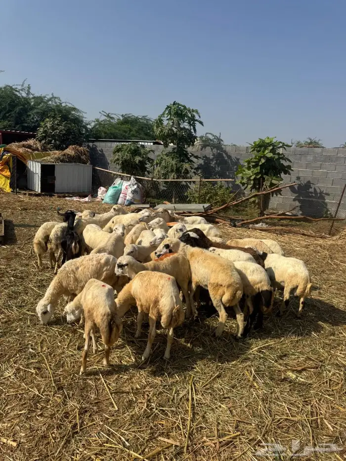 خرفان تربية وذبح بلدي 2