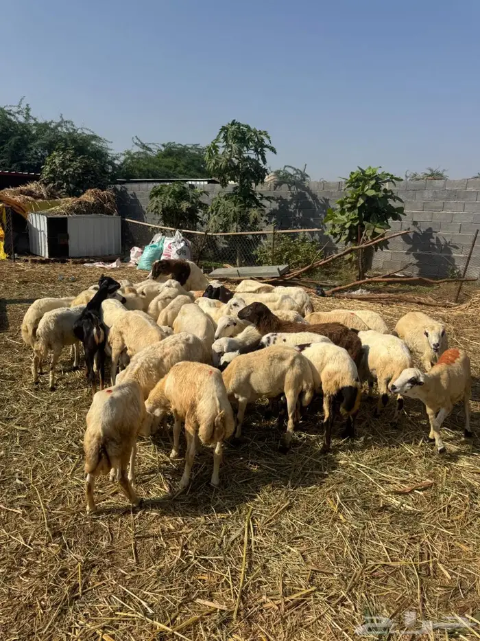 خرفان تربية وذبح بلدي 3