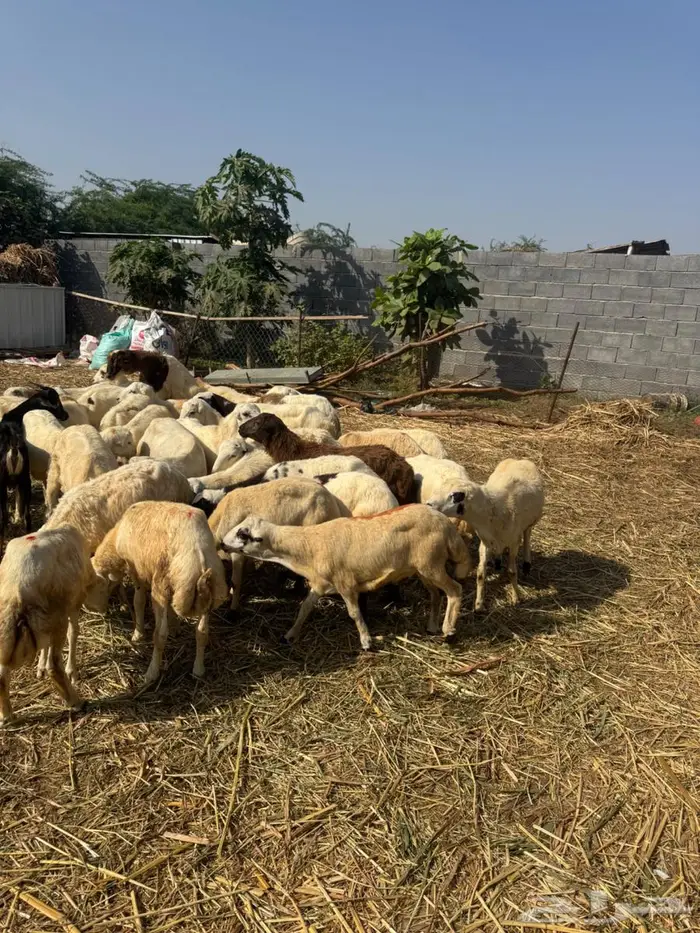 خرفان تربية وذبح بلدي 4
