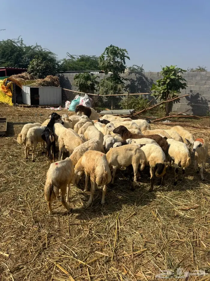 خرفان تربية وذبح بلدي 5