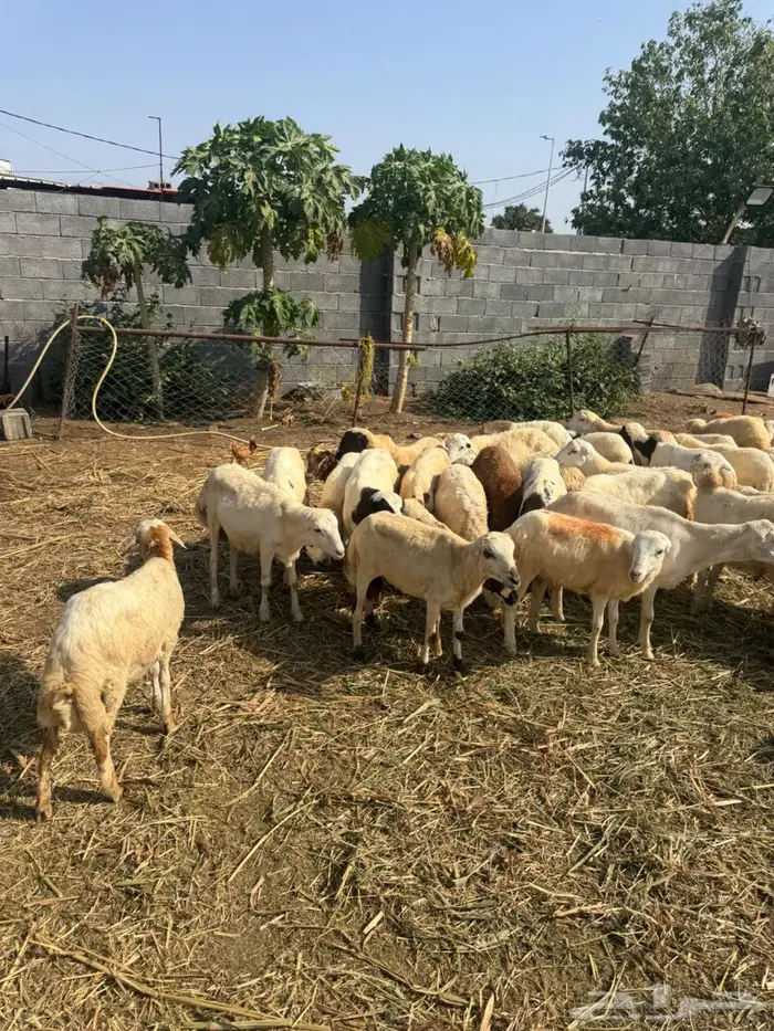 خرفان تربية وذبح بلدي 7