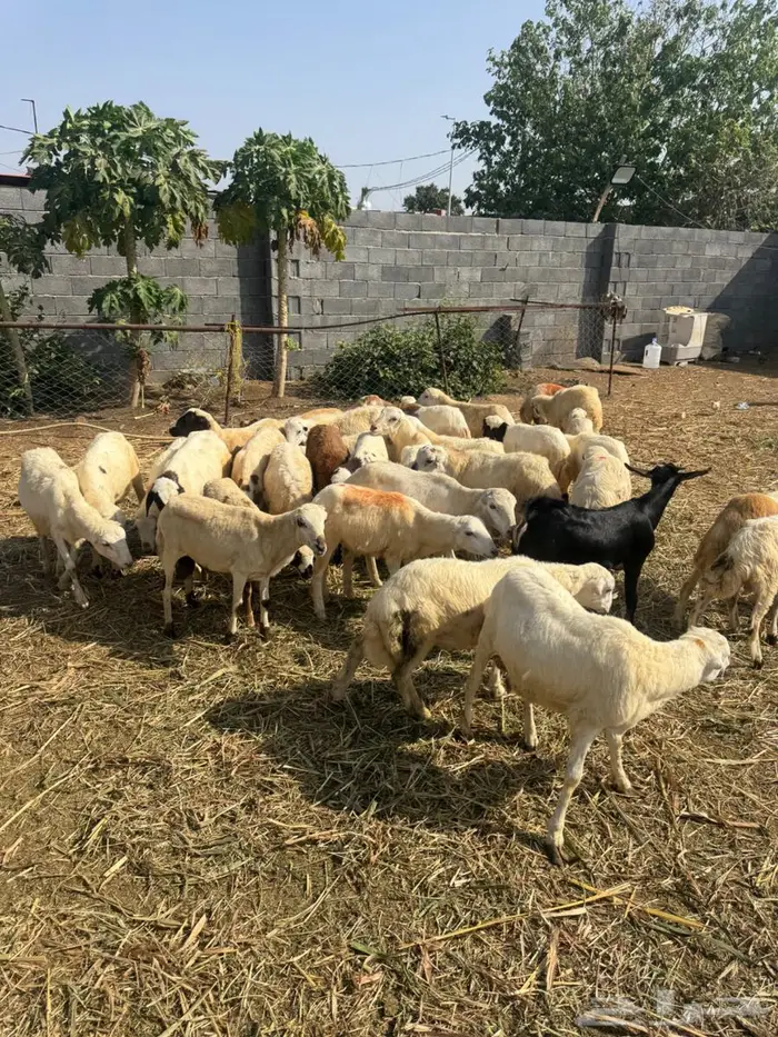 خرفان تربية وذبح بلدي 8