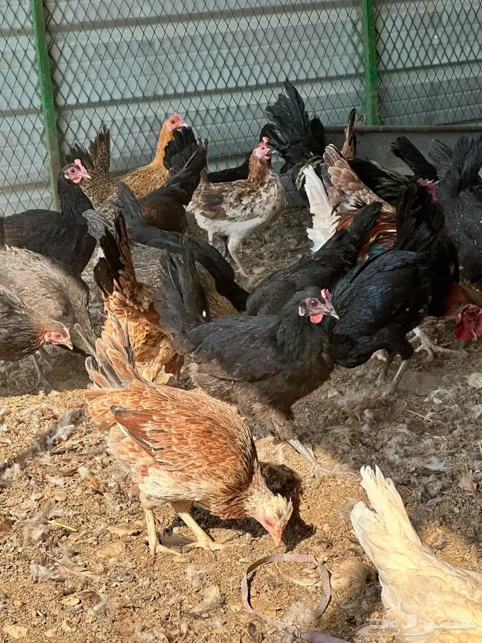 دجاج بلدي بياض 2