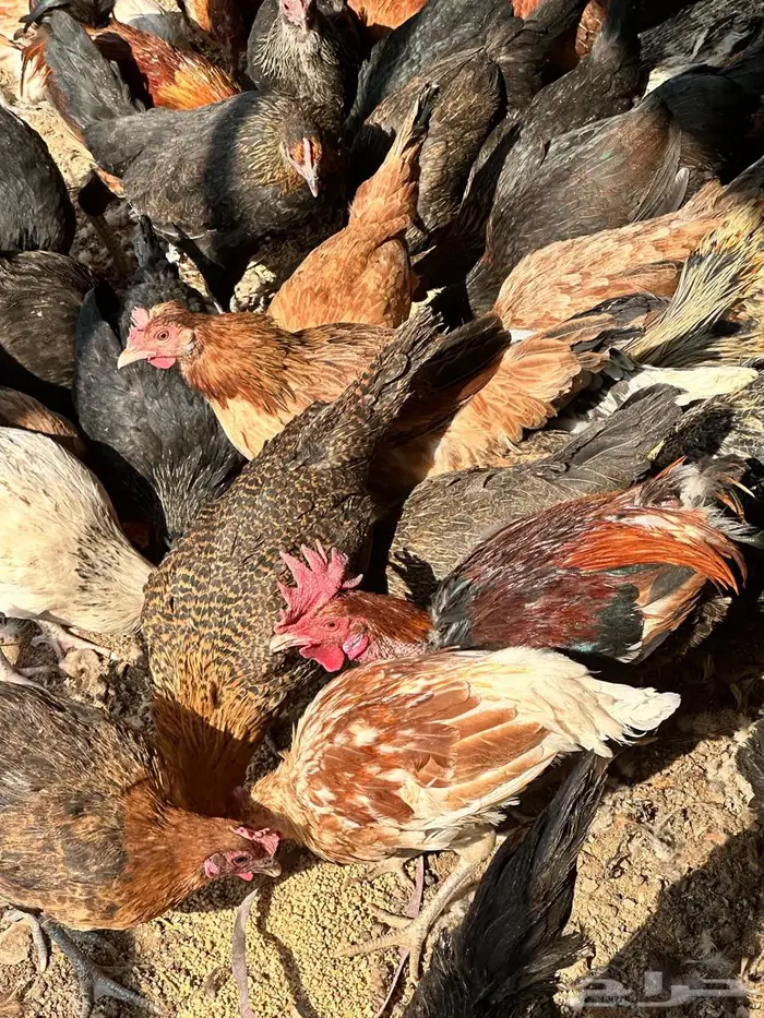 دجاج بلدي بياض 3