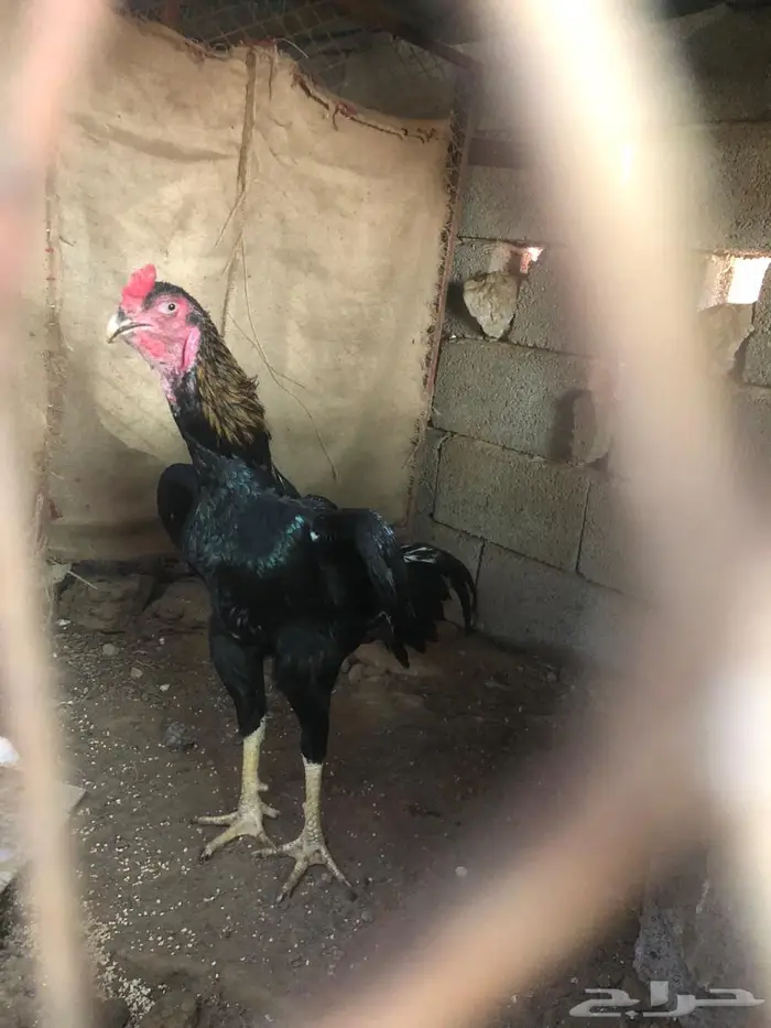 زوج شامو مستويات طيبة 3