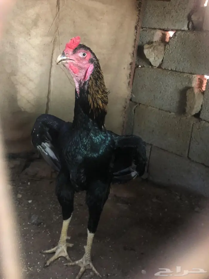 زوج شامو مستويات طيبة 1