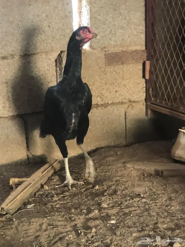 زوج شامو مستويات طيبة 2