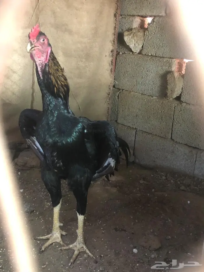 زوج شامو مستويات طيبة 0