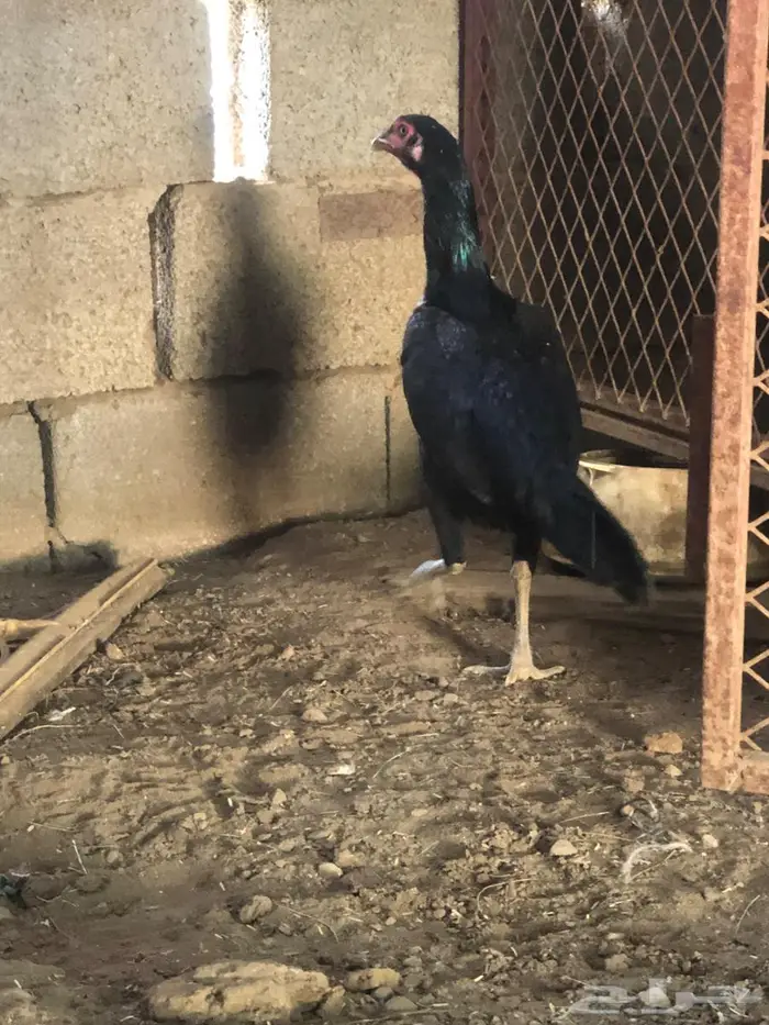 زوج شامو مستويات طيبة 4