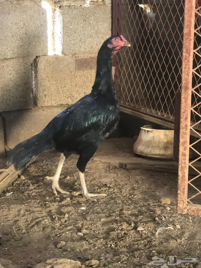 زوج شامو مستويات طيبة 5