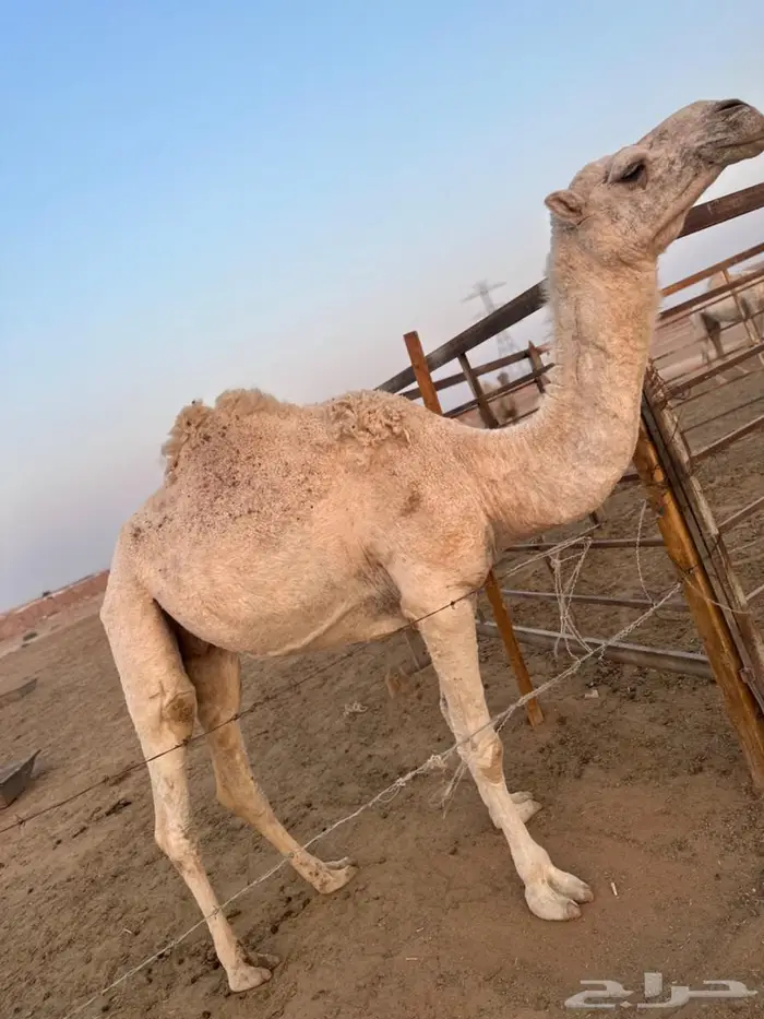 ضريبه للبيع 1