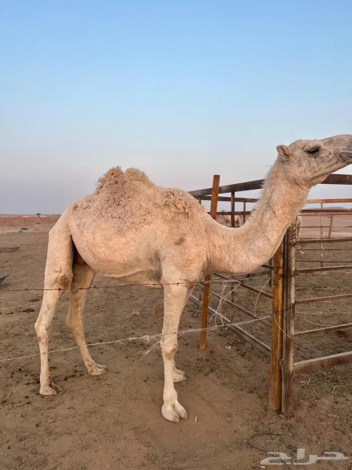 ضريبه للبيع 0