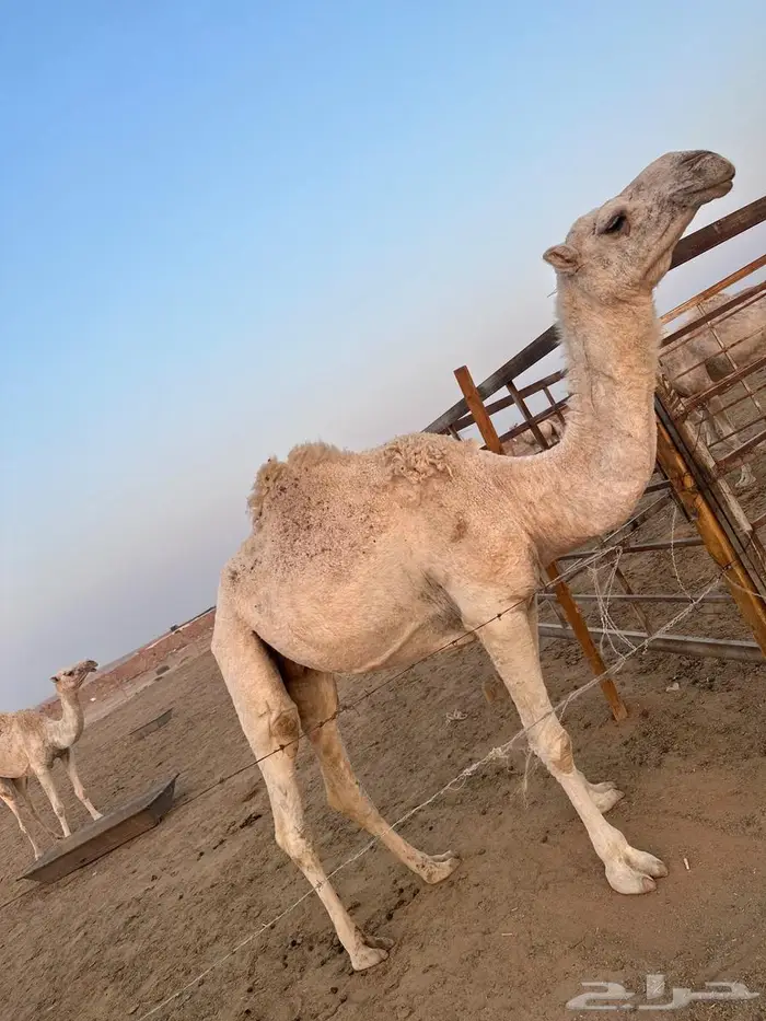 ضريبه للبيع 2