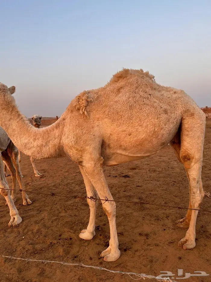 ضريبه للبيع 4