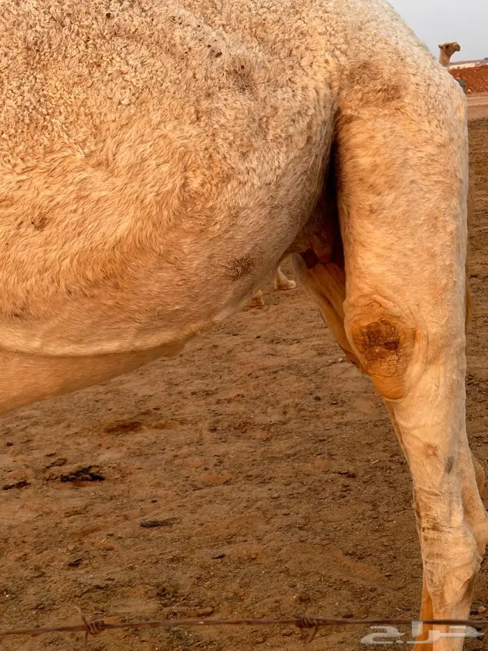 ضريبه للبيع 3