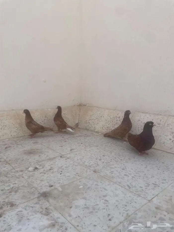 جوز بهلوان بفروخة 0