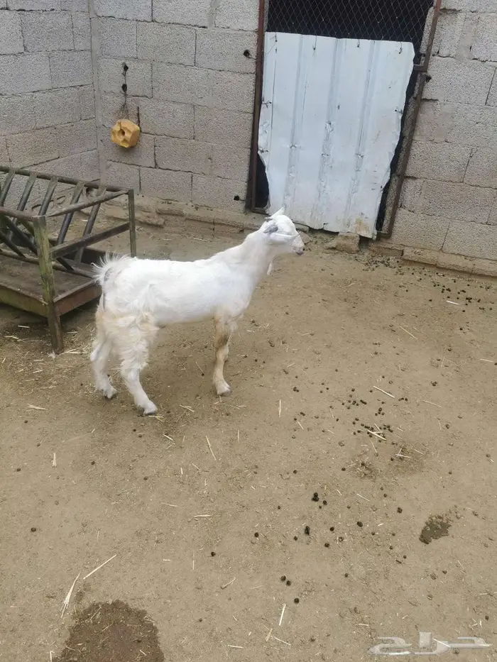 تم البيع تيس 0