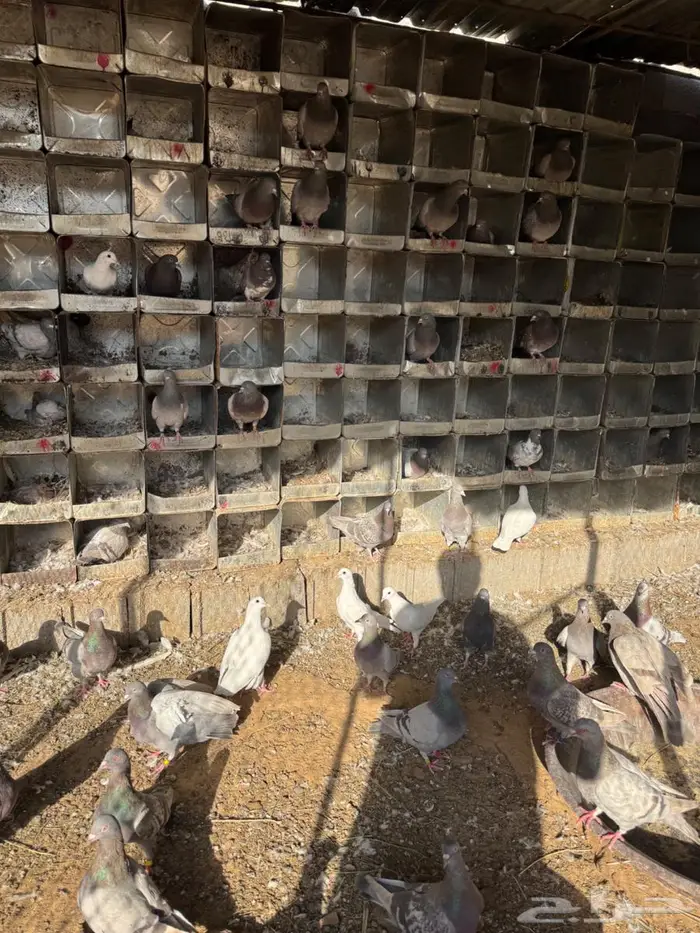 حمام سلفر سوبر جامبو 1