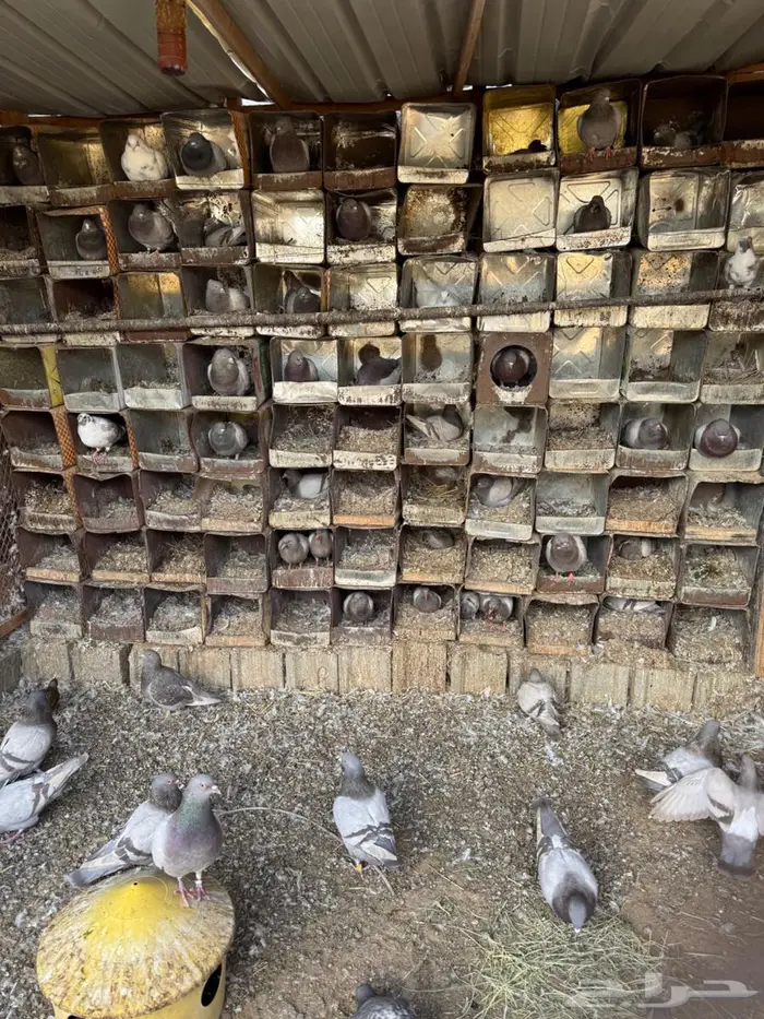 حمام سلفر سوبر جامبو 0