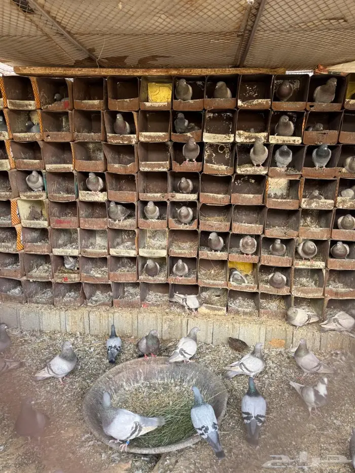 حمام سلفر سوبر جامبو 2