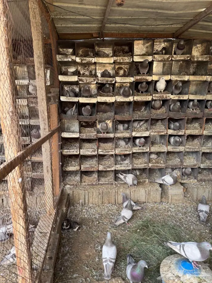 حمام سلفر سوبر جامبو 3