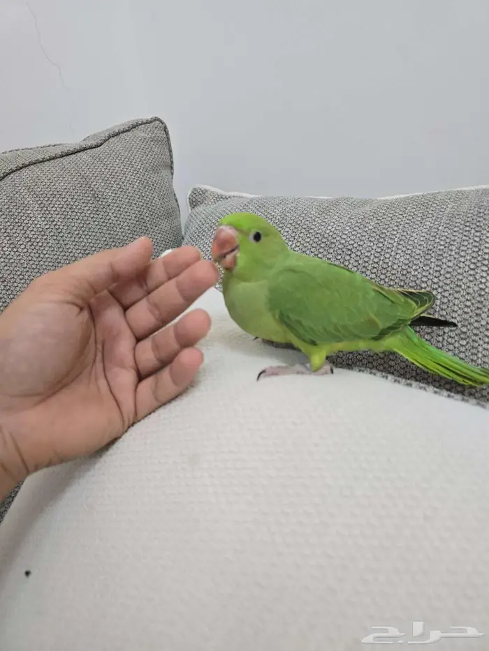 فرخ دره عمر شهرين 0