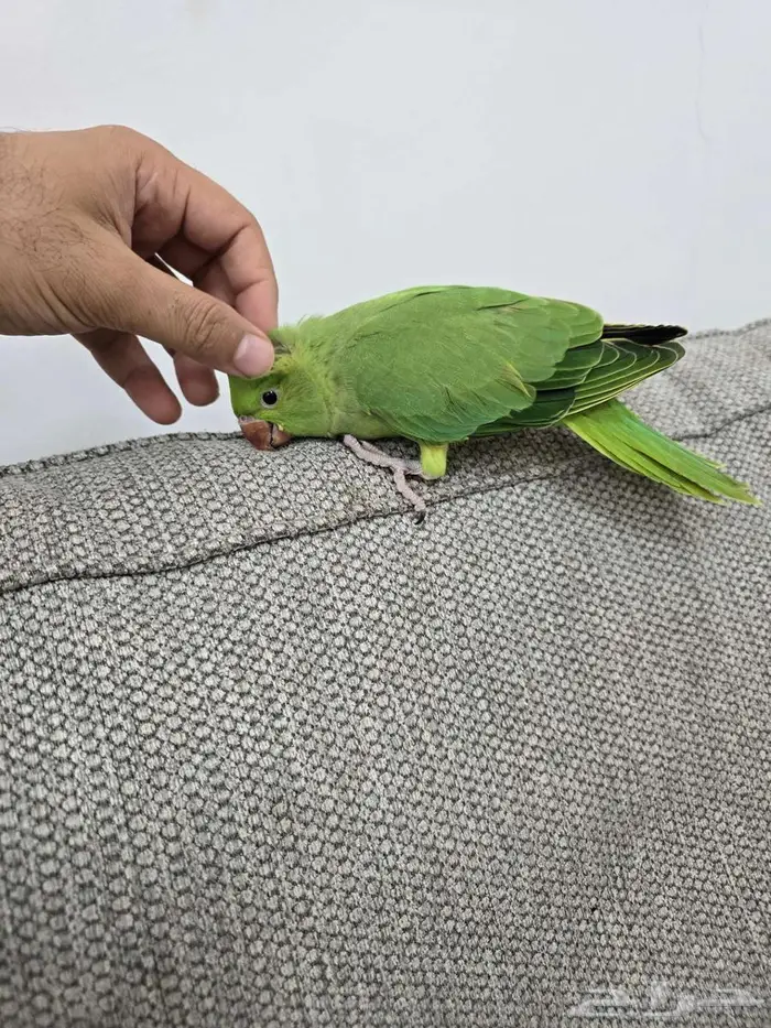 فرخ دره عمر شهرين 3