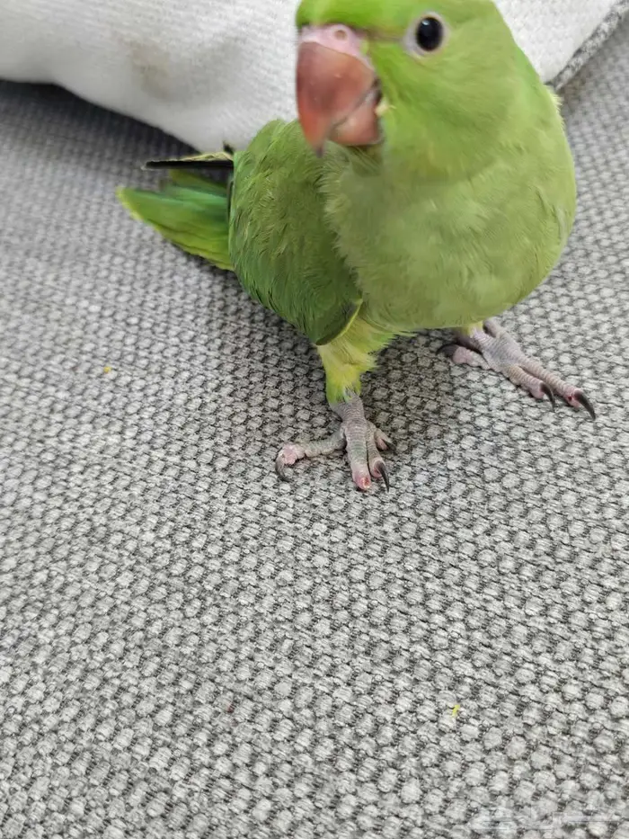 فرخ دره عمر شهرين 1