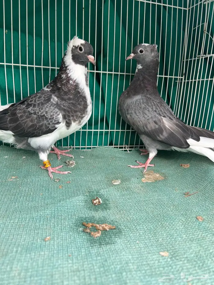 حمام قطيفي 0