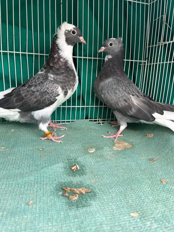 حمام قطيفي 2