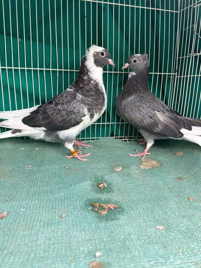 حمام قطيفي 1