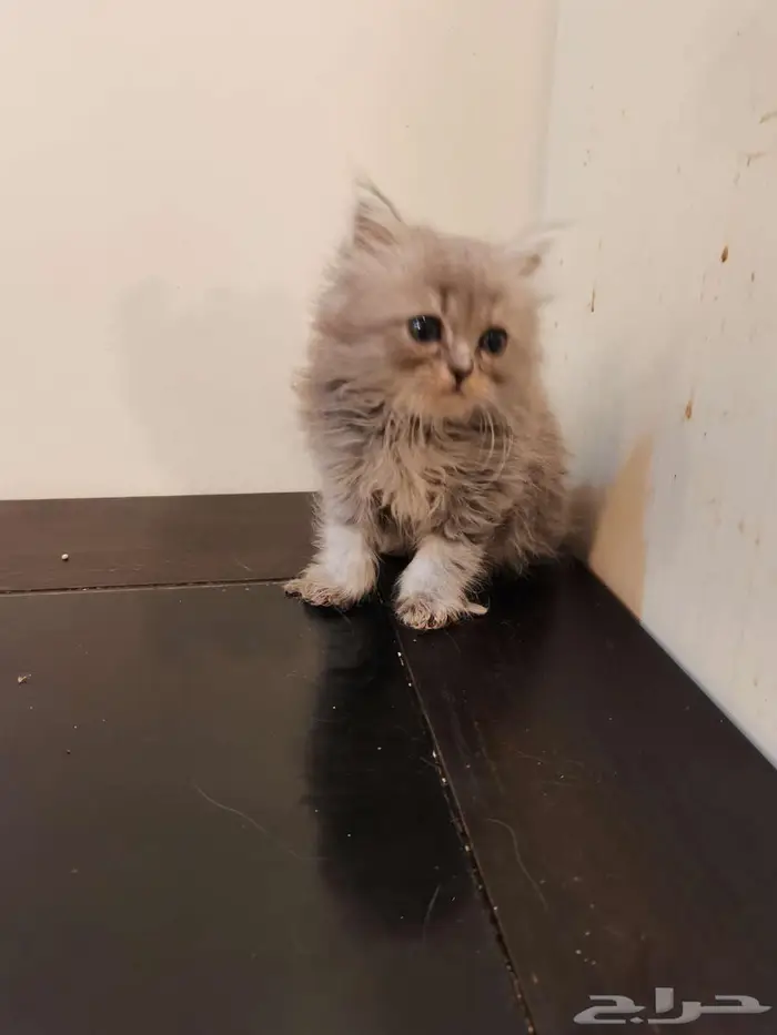 قطط كتن شيرازي بييور للبيع 0