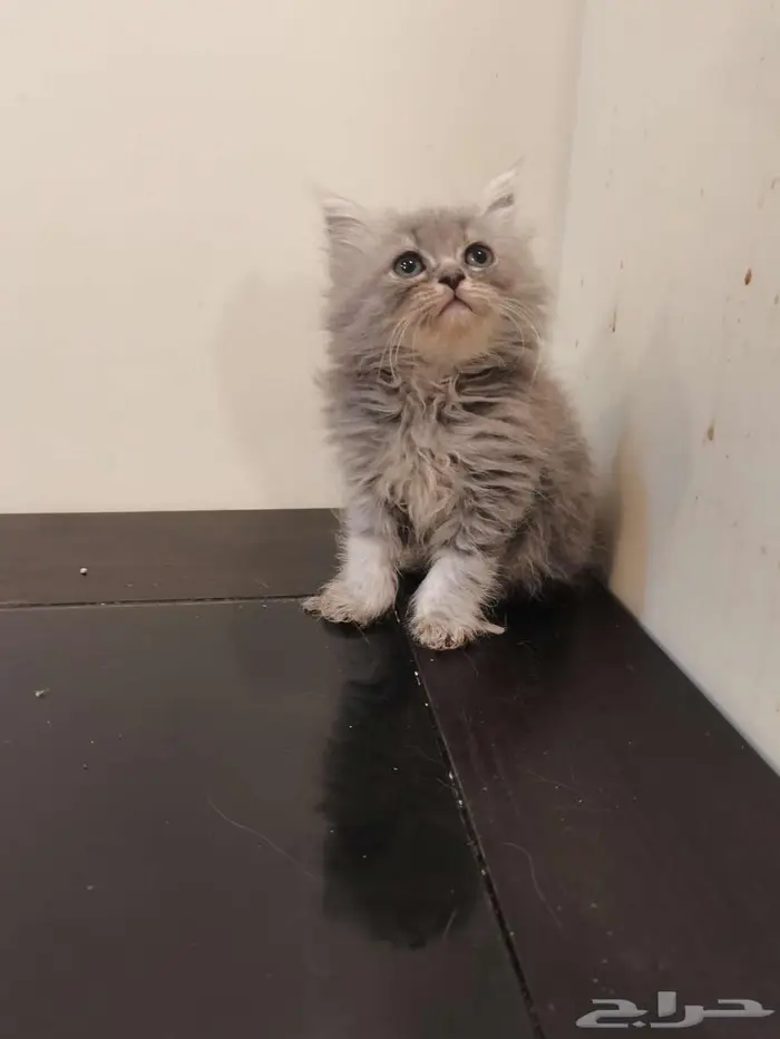 قطط كتن شيرازي بييور للبيع 1