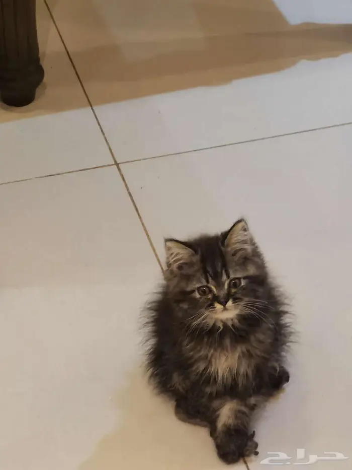 قطط كتن شيرازي بييور للبيع 6