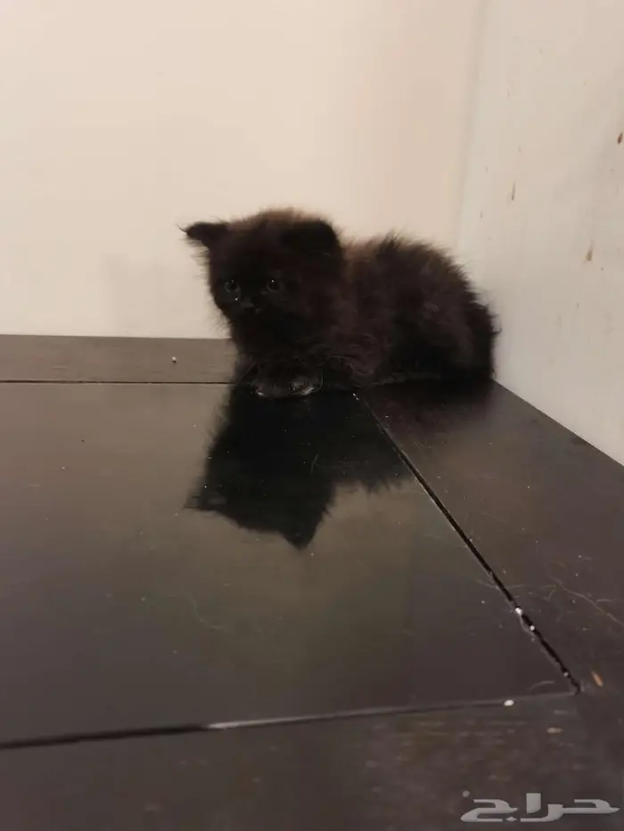 قطط كتن شيرازي بييور للبيع 8