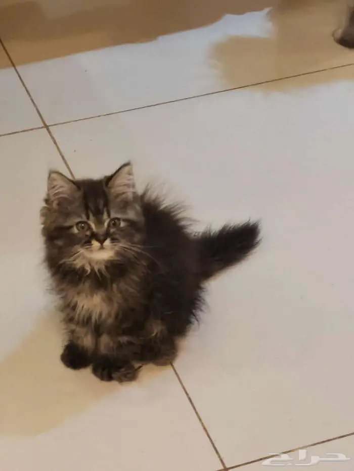 قطط كتن شيرازي بييور للبيع 7