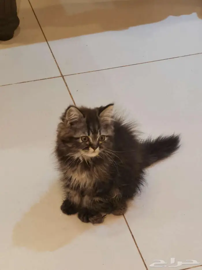 قطط كتن شيرازي بييور للبيع 9