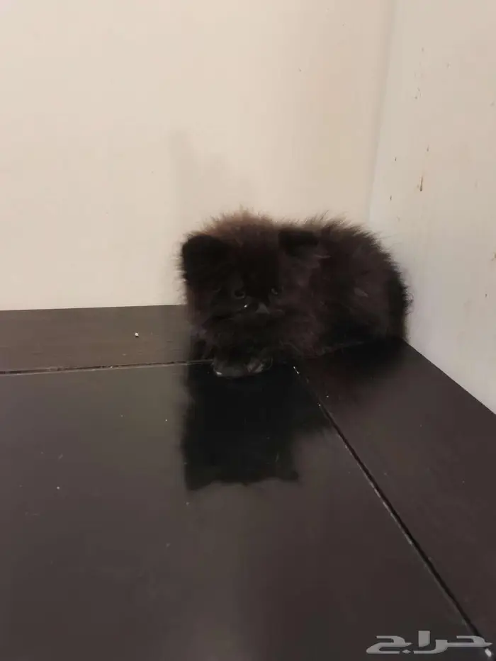 قطط كتن شيرازي بييور للبيع 10