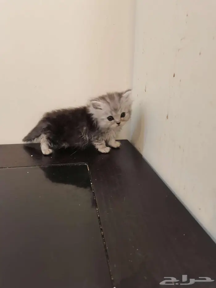 قطط كتن شيرازي بييور للبيع 12