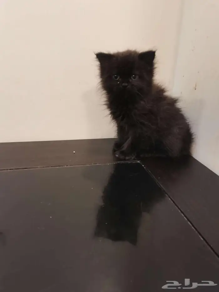 قطط كتن شيرازي بييور للبيع 11