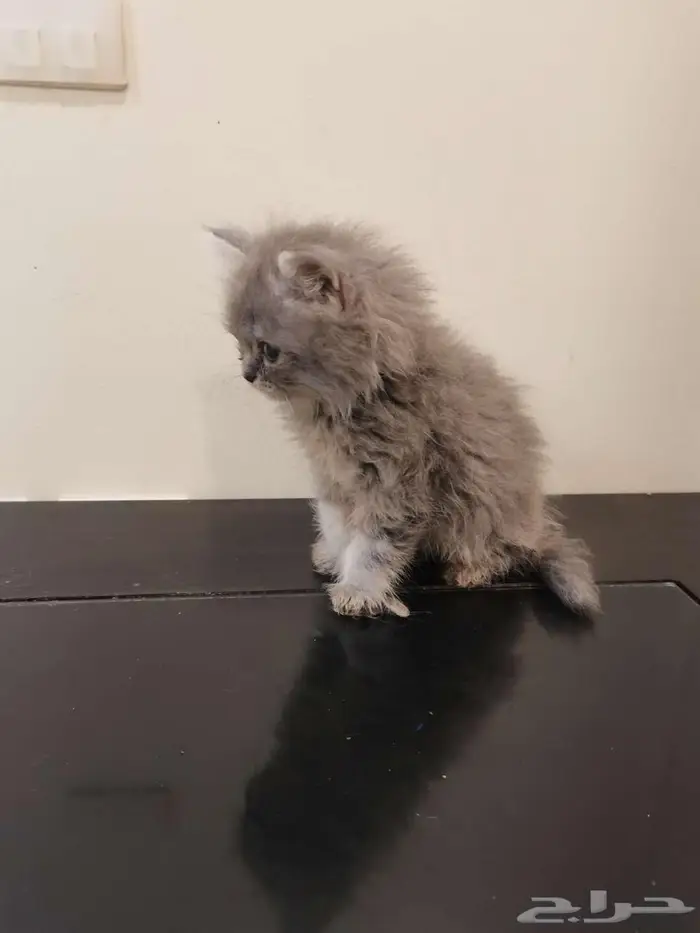 قطط كتن شيرازي بييور للبيع 14