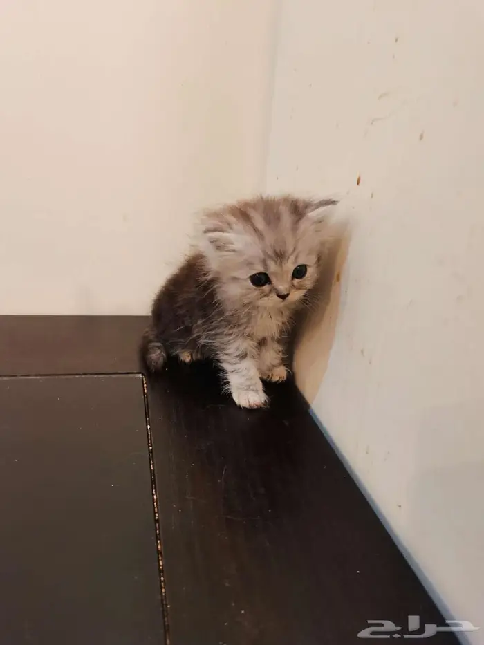 قطط كتن شيرازي بييور للبيع 13