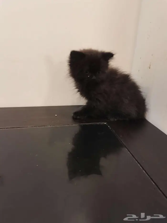 قطط كتن شيرازي بييور للبيع 16