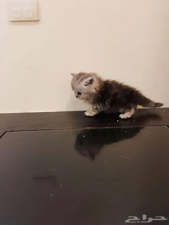 قطط كتن شيرازي بييور للبيع 15