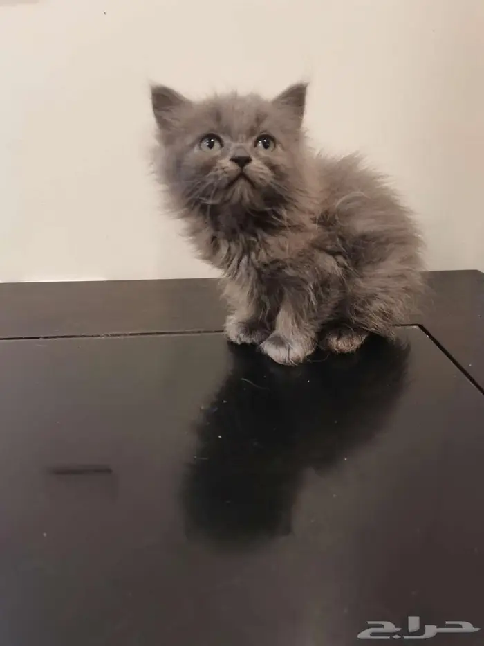 قطط كتن شيرازي بييور للبيع 17